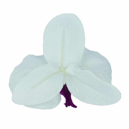 Artificial Orchid Flower Heads Bottom - White and Purple