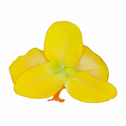 Artificial Orchid Flower Heads Bottom - Yellow