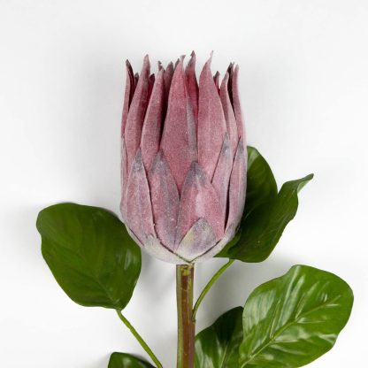 Protea Flower Stem - Musk Red