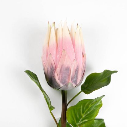Protea Flower Stem - Cream and Pink