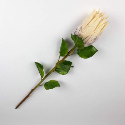 Protea Flower Stem - Cream