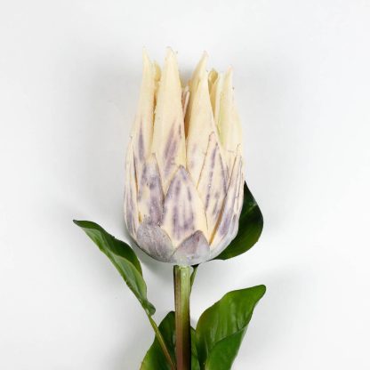 Protea Flower Stem - Cream
