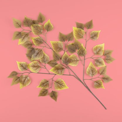 Autumn Birch Leaf Stem